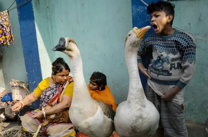 Finalista: Samrat Sur, India