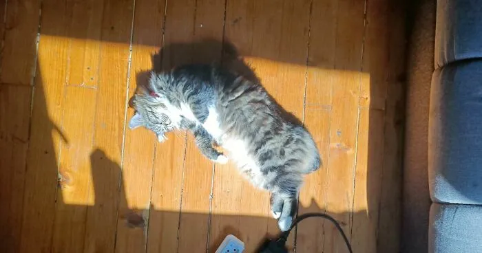 Hey Pandas, Post Your Pet Enjoying The Weather (Closed)