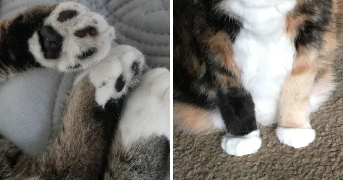 Hey Pandas, Post A Photo Of Your Pet's Paws (Closed)
