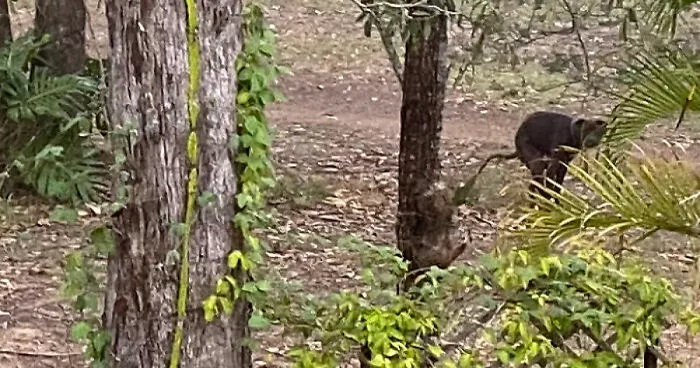 Hey Pandas, Post Your Funniest Accidental Photo Of Animals Outside