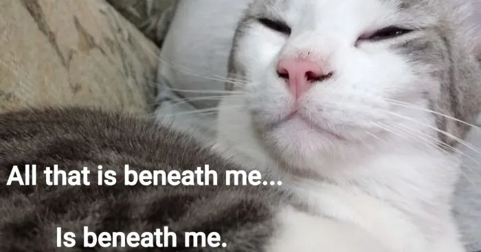 Hey Pandas, Meme Your Pet (Closed)