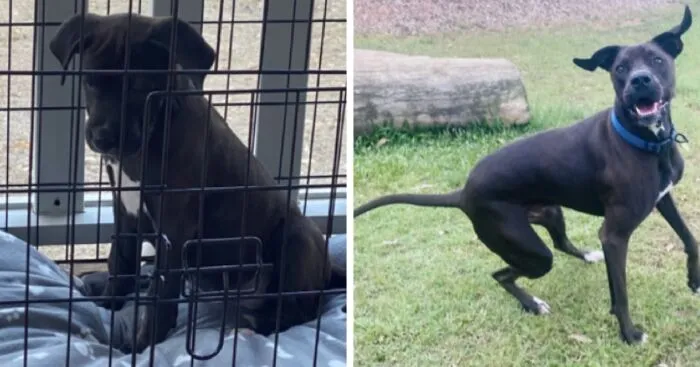 Hey Pandas, Post The Best Before And After Pics Of Your Pet (Closed)
