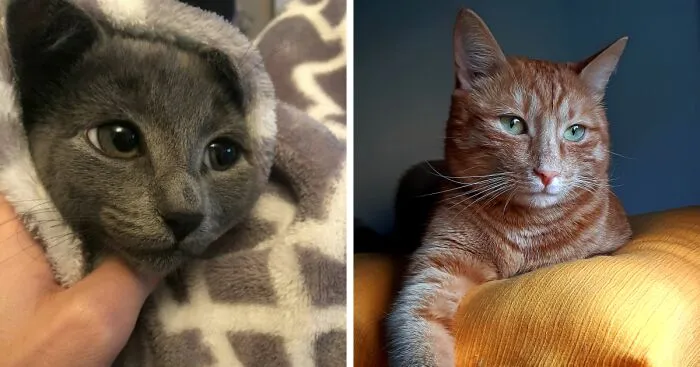 Hey Pandas, Post The Prettiest Picture Of Your Pet