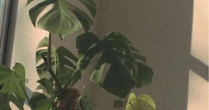 Hey Pandas, What Is Your Favorite Picture Of A Plant That You Captured? (Closed)