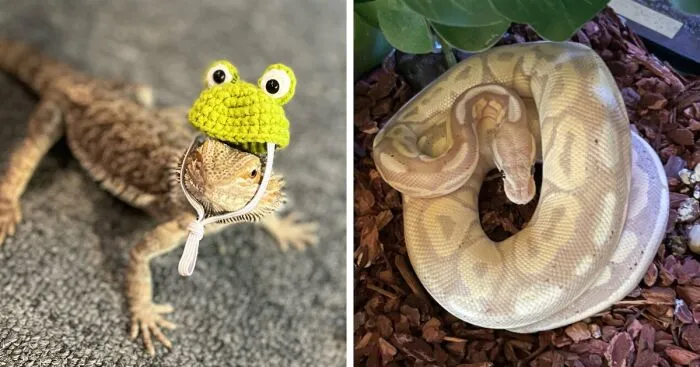 Hey Pandas, Show Your Exotic Pets (Closed)
