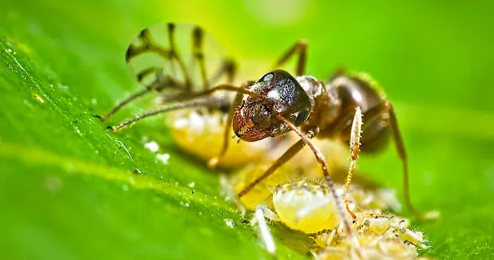 My 25 Images Show The Secret Life Of Ants