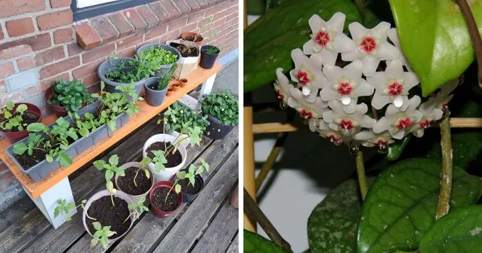 Hey Pandas, Share A Picture Of Your Plants (Closed)