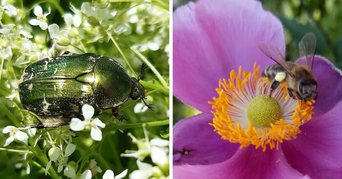 Hey Pandas, Post A Picture Of An Insect That You've Encountered (Closed)