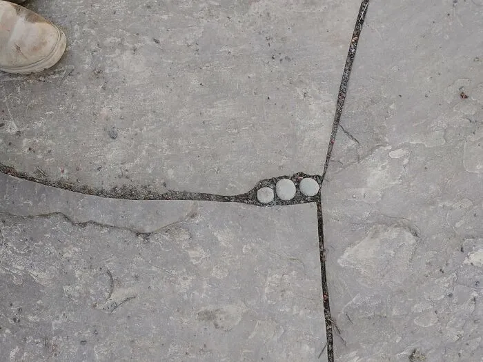 Dots Among The Flagstone Patio--These Are Right Next To The Fire Circle