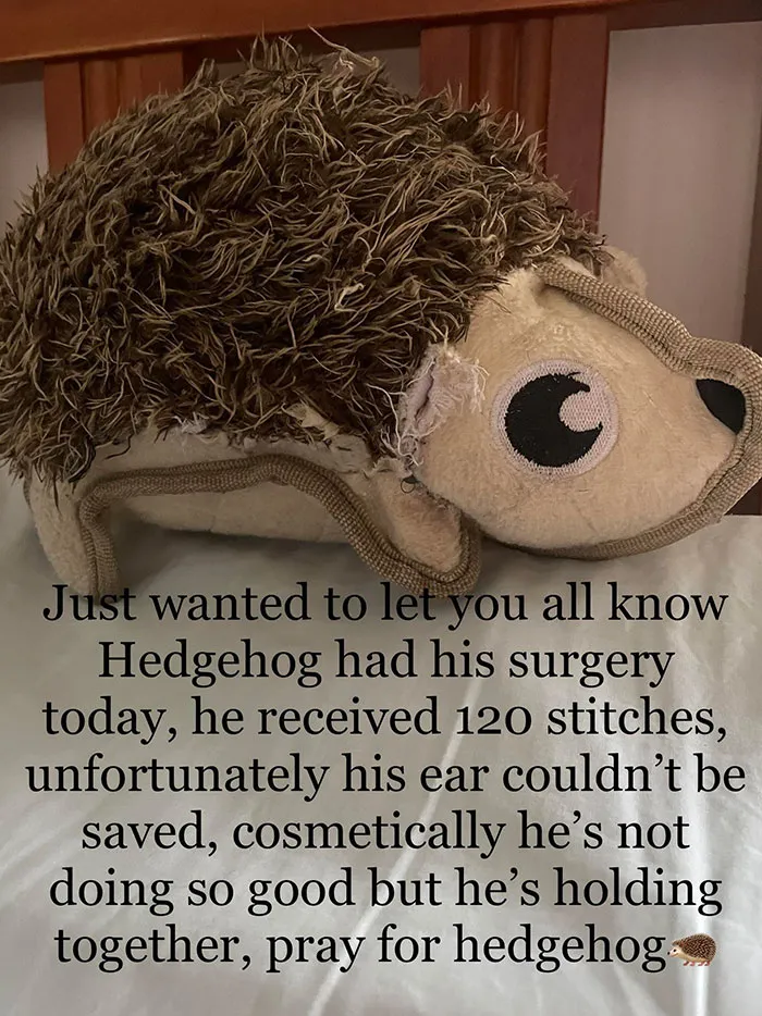 Our Dog Chews Up His Toys, My Mum Sews Them Up And Sends Us Reports On How The Surgery Went