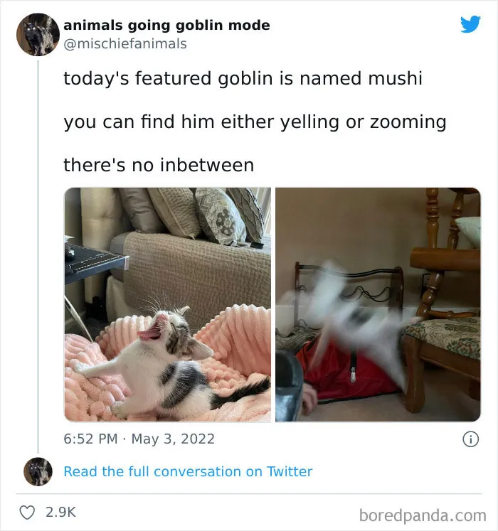 50 Times Animals Acted So Hilariously Devious, They Ended Up Being Shared On The "Animals Going Goblin Mode" Twitter Account