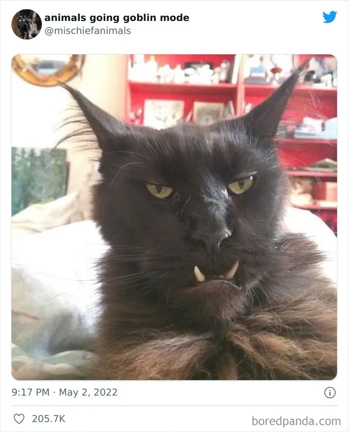 50 Times Animals Acted So Hilariously Devious, They Ended Up Being Shared On The "Animals Going Goblin Mode" Twitter Account