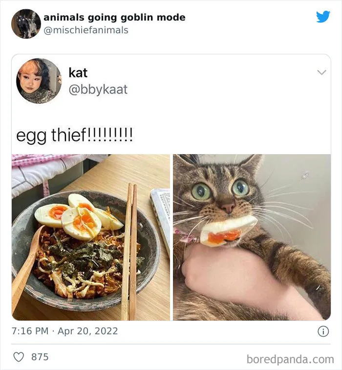 50 Times Animals Acted So Hilariously Devious, They Ended Up Being Shared On The "Animals Going Goblin Mode" Twitter Account