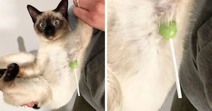 50 Times Animals Acted So Hilariously Devious, They Ended Up Being Shared On The "Animals Going Goblin Mode" Twitter Account