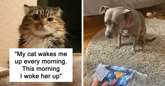 50 Hilariously Spot-On Tweets About Life With Cats And Dogs
