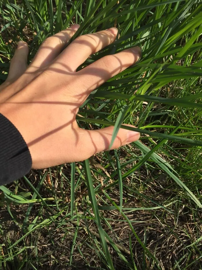 Touch Grasss
