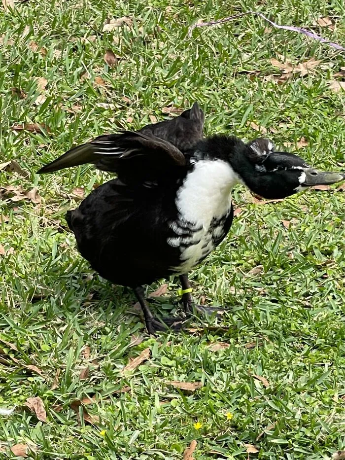 My Duck Decided To Stretch While Taking A Photo Of Her. Her Name Is Lulu.