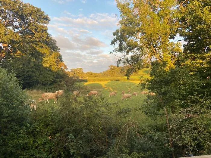 View From My Garden