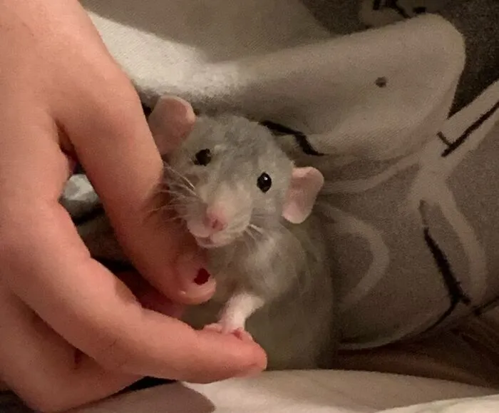 Clover Loves To Snuggle. I Never Knew I Would Love A Rat So Much!❤️