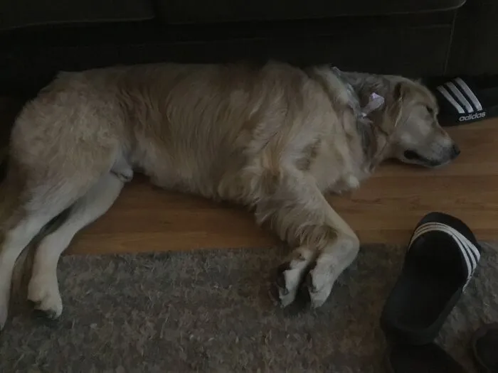 My Pup Winston Snoozling ❤️