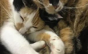 Hello Fellow Pandas! I'm Not Having The Best Week. Post Some Cute Pictures Of Your Pets To Cheer Me And Others Up?