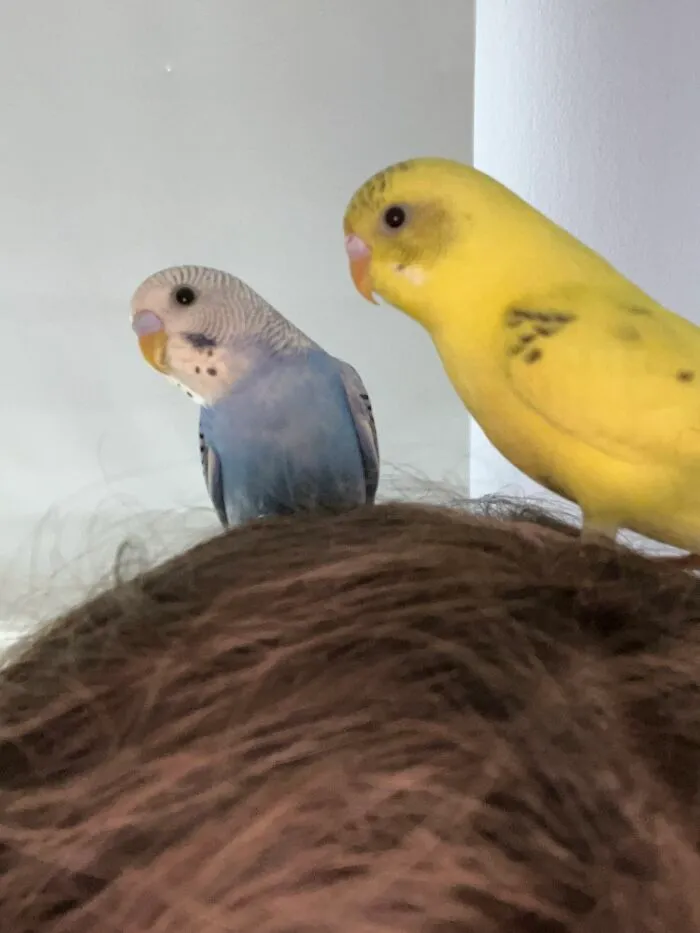 My Birds! Potato (Yellow) And Avocado (Blue)