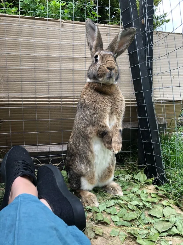 Biscuit