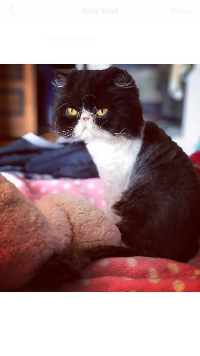 Pure Beauty - Evie