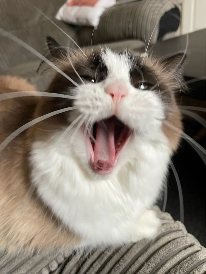 Cat Or Walrus?