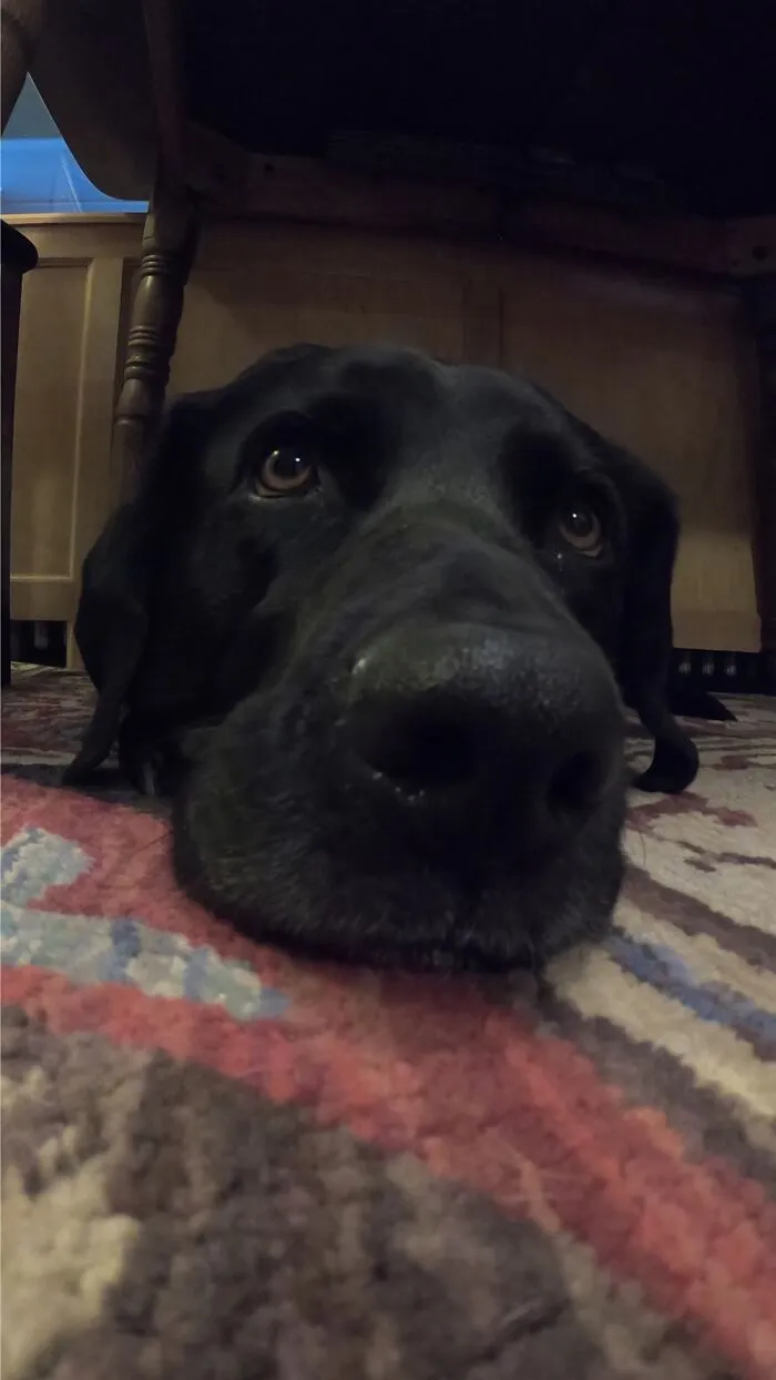 Akela Is All Head!