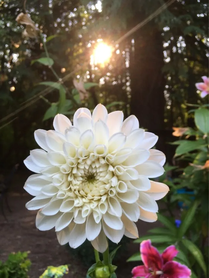 Dahlia