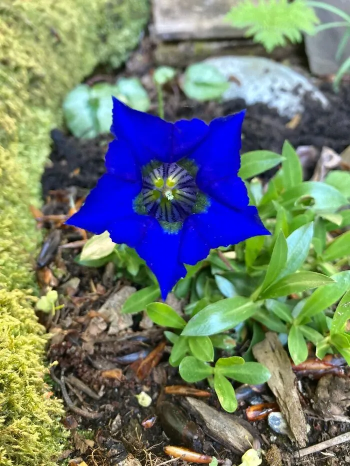 Gentiana