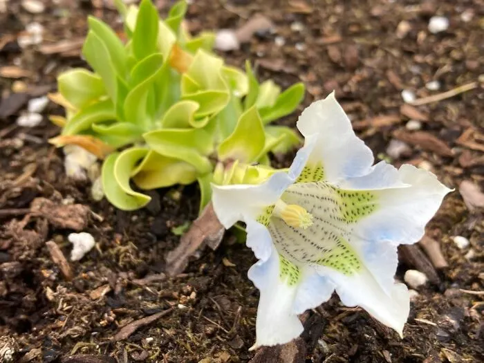 Gentiana