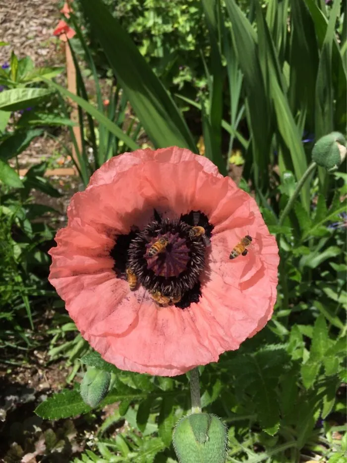 Poppy