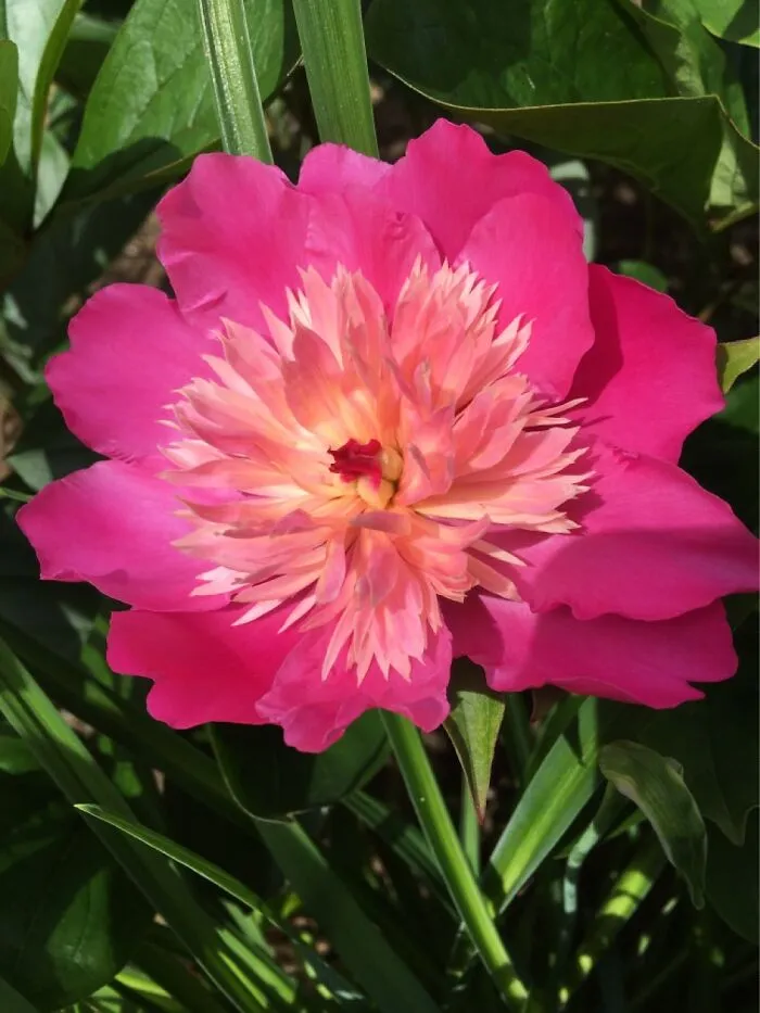 Peony