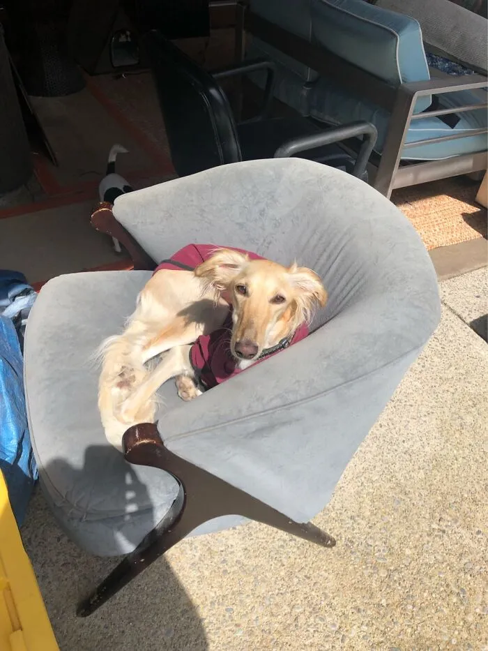 My Daughter’s Dog Lita