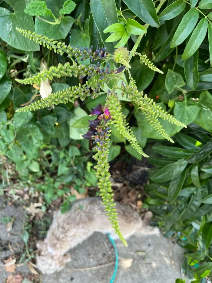 Not Sure What It Is, But It Was Pretty