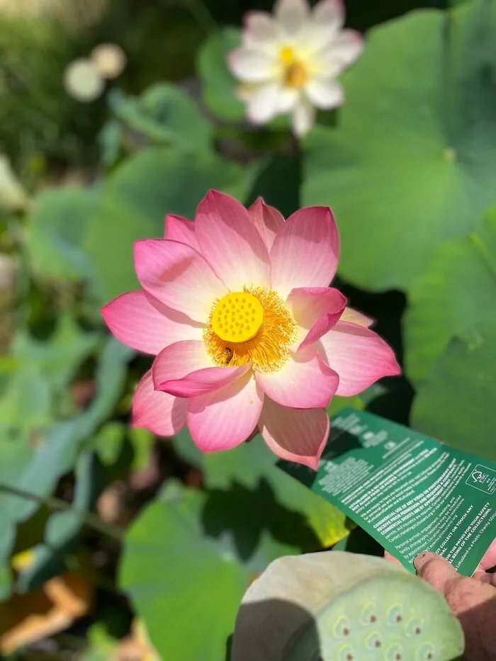 Lotus