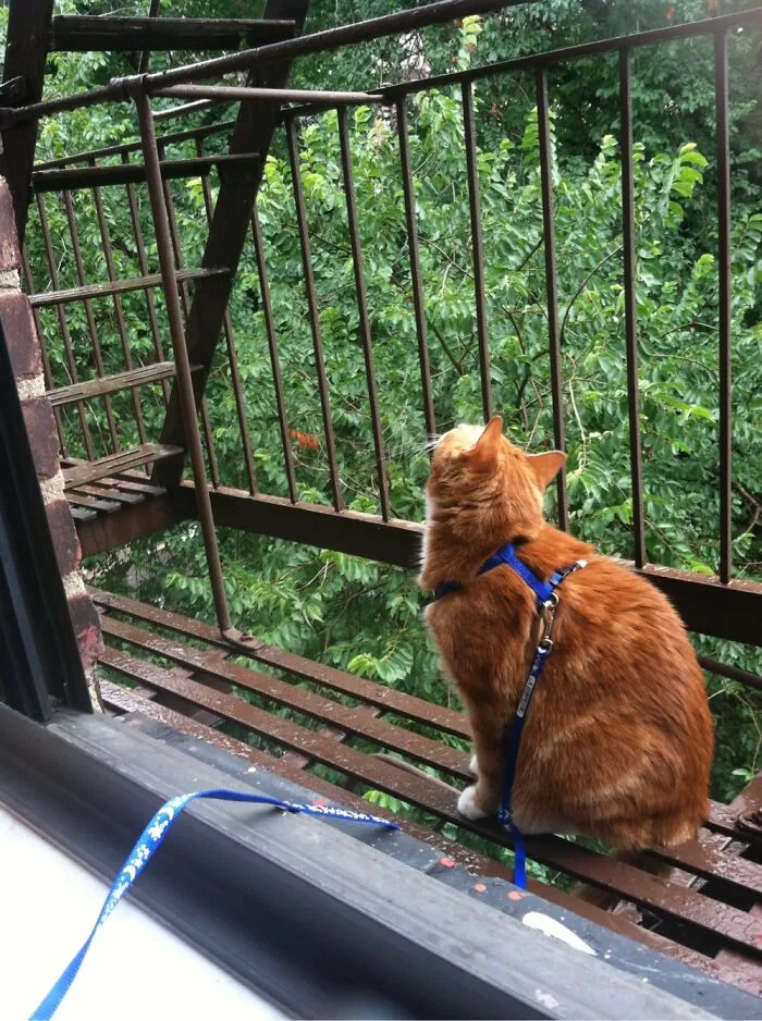 Inner City Kitty Sittin Pretty