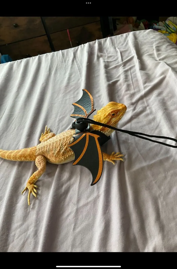 Our Beardie Fred