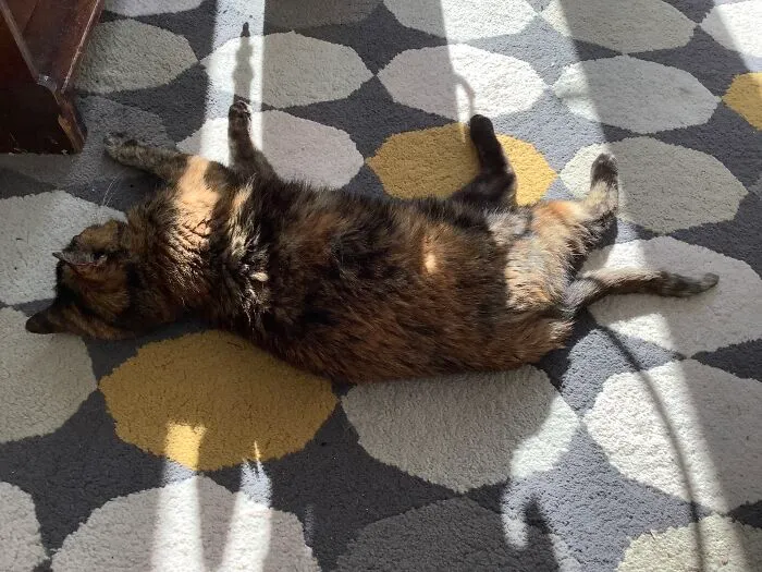 Coco (Our Senior Moggo) Enjoying The Sunshine.