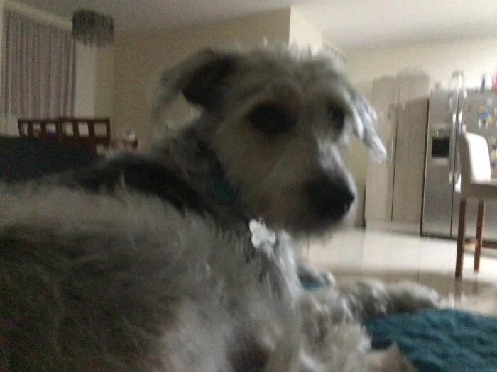 Phat Doggo