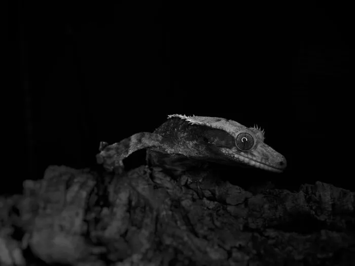 Aztec The Gecko Who Is More Photogenic Than Me :/