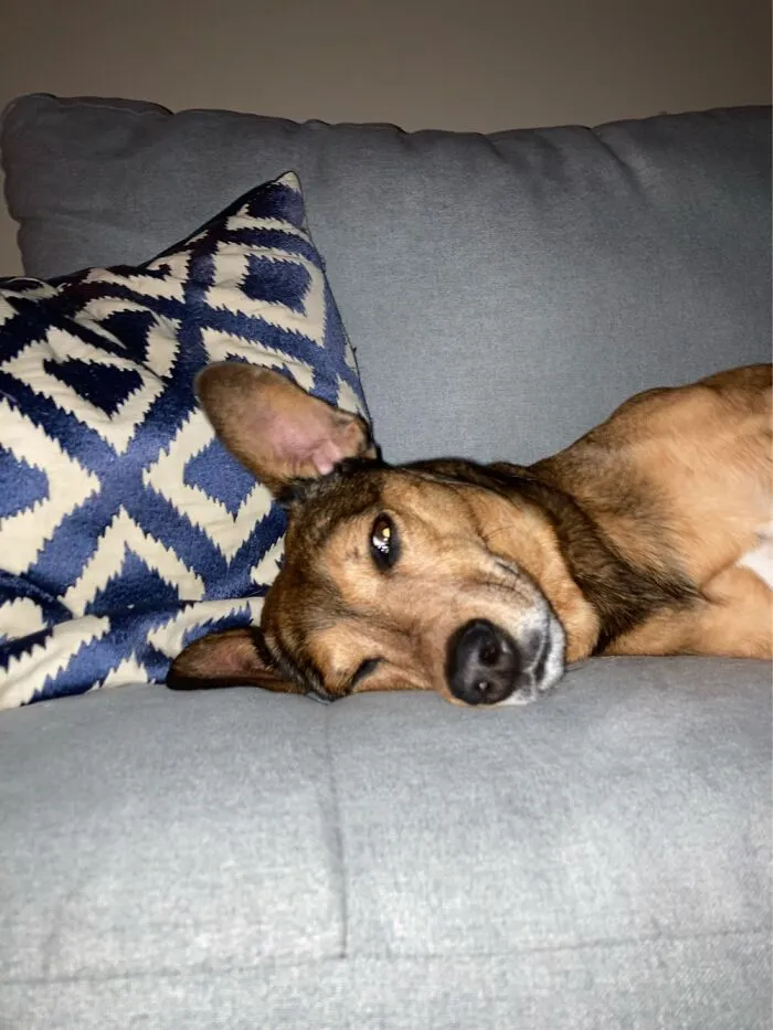 My Dog