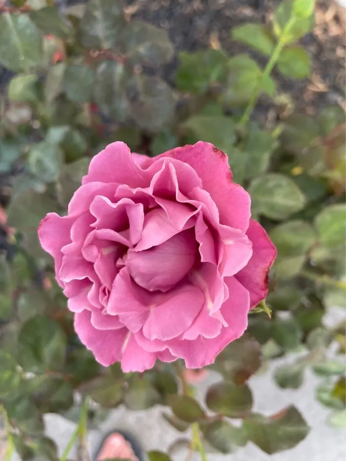 The Scent Of This Rose Is Absolutely Amazing