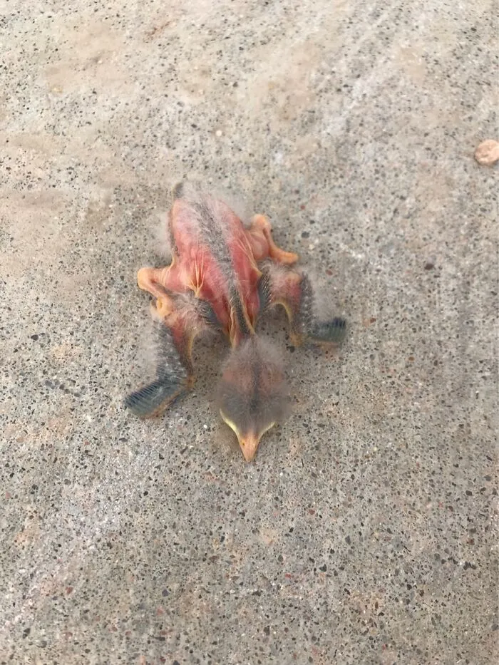 While I’m At It, Does Anyone Know What Type Of Bird This Is???