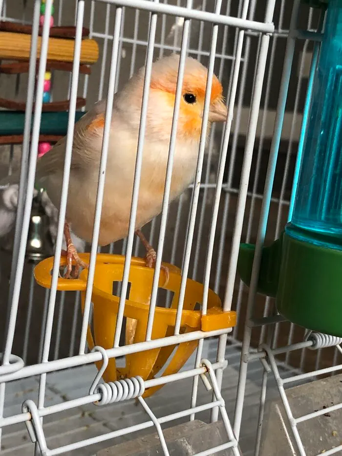 My 2 Yrs Old Baby Bird