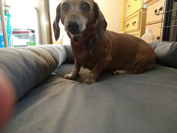 Buckeye