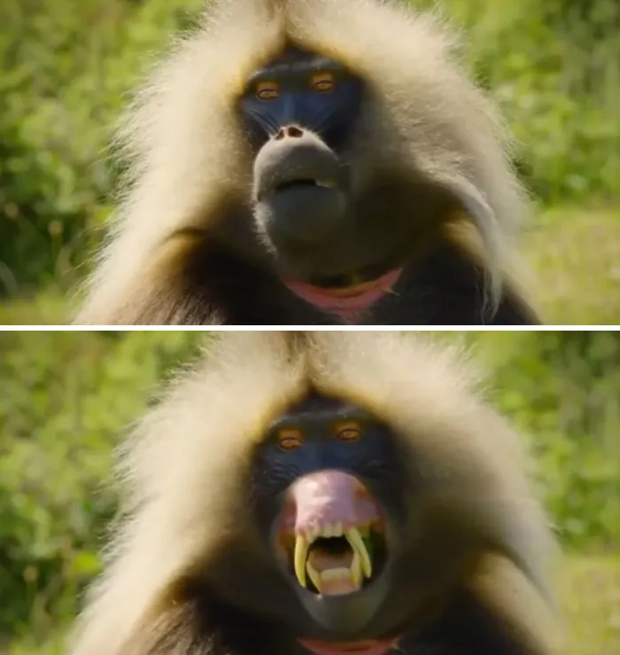 Geladas Baring Their Fangs