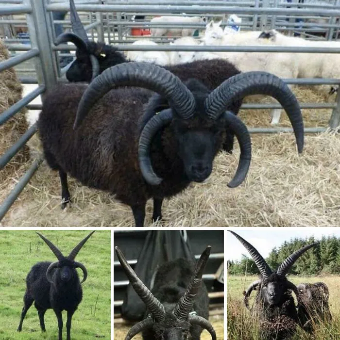Four Horned Hebridean Sheep. They Look Simply Bad A**